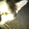 ニャンコ先生 profil fotoğrafı