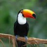 Tucan 的头像