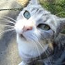 Cat Eyes ☘️'s profile picture