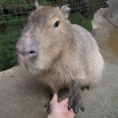 nettaiken932's profile picture