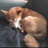 SleepyRedShiba - not a fox! 的头像