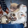 Profilbild von Space Bat, The Bat Who Went to Space