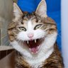 Dr. Tibbles, Esq. MD, PHD, PDQ's profile picture