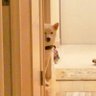 Profilbild von 柴犬KOTATO＆パパ