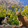 ちゃこ profil fotoğrafı