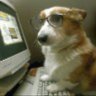 Фото профиля Cão arrependido