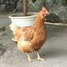 ものほしざお's profile picture