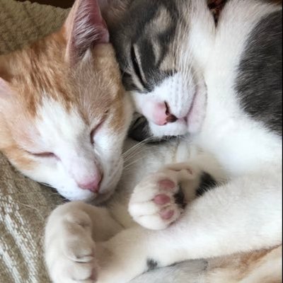 白ねこライダー's profile picture