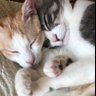 白ねこライダー 的头像