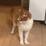 ちくわ's profile picture