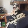 Homero 的头像