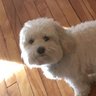 Henry the Dog 的头像