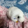 Фото профиля はっぴぃ