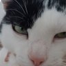 Pedrete profil fotoğrafı