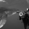 The Space Shark 的头像