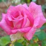 Фото профиля S KARUNAKARAN💚🌷🌹🌹🌹🌹🌹🌹🌷💚