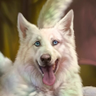 Vrghr - Floofy Dragonwuffy profil fotoğrafı