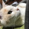 マモル 的头像