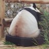 saki's profile picture