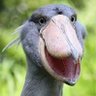 Zeppo profil fotoğrafı
