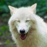 Laughing_Wolf 的头像