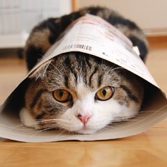 Maru_0524's profile picture