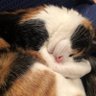 Profilbild von うめさま
