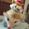 こーで@シロ&ネロ's profile picture