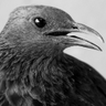 Profilbild von Elijah Ravitz-Campbell