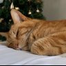 Meow profil fotoğrafı