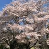 ごろう 的头像