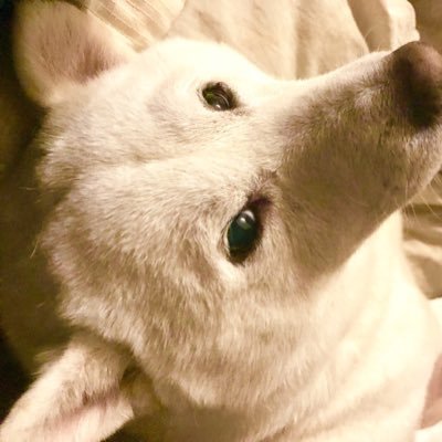 gutwit0111's profile picture