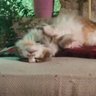 A Velvet Paw 🐾 🕉 ☮️ 🌱#FBPE's profile picture
