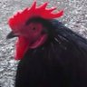 Profilbild von Gallina Negra