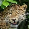 المهـــــآآآجــــــــر الشبــــــوني's profile picture