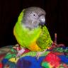 TERI CARLSON profil fotoğrafı