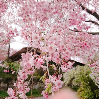 sakuranoko_ayh's profile picture