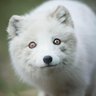 Фото профиля TheGiantFoxxo