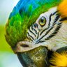 Фото профиля perroquet Carole
