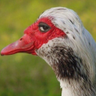 Фото профиля Egoistic goose