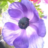 Caroline Fewkes profil fotoğrafı