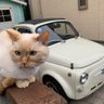 Profilbild von nobunix@古いfiat500でエンジンはSUBARU