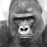 Profilbild von ArrancaloYa