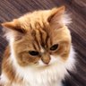daigensui150's profile picture