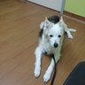 Customleash's profile picture
