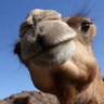 Profilbild von Flavio Chigres-Lessa