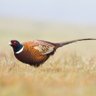 Фото профиля timminoycricket