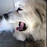 マメシバ's profile picture