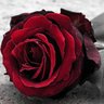وردة غلا's profile picture
