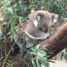 nong_moo profil fotoğrafı